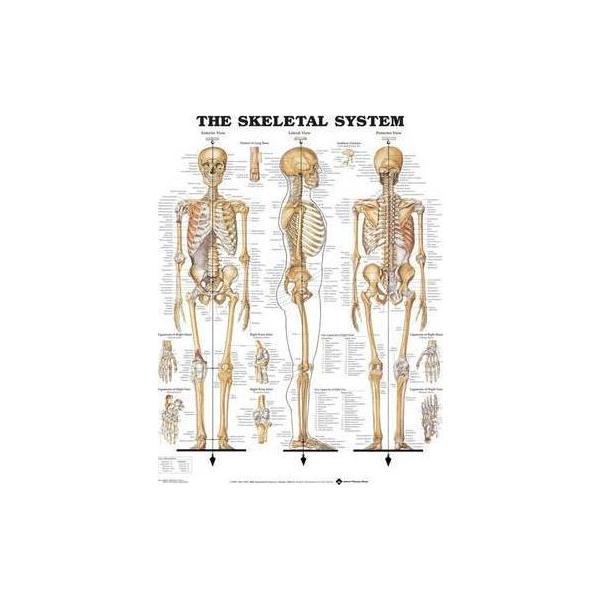 The Skeletal System Anatomical Chart Australian Physi