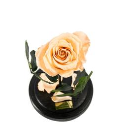 Trandafir Criogenat Crem Queen Roses in cupola de sticla