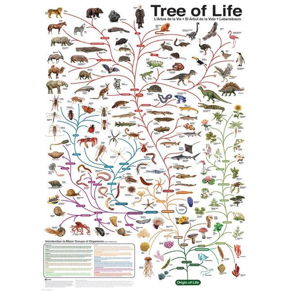 Puzzle 1000 piese The Tree of Life