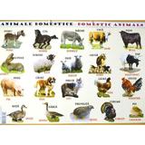 plansa-animale-domestice-animale-salbatice-editura-carta-atlas-2.jpg