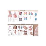 Anatomical Chart Company's Illustrated Pocket Anatomy: Anato, editura Wolters Kluwer Health (lww)