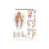 Anatomy and Injuries of the Hip Anatomical Chart, editura Wolters Kluwer Health (lww)