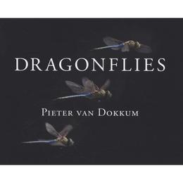 Dragonflies - Pieter Van Dokkum, editura Yale University Press Academic