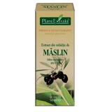Extract Mladite de Maslin Plantextrakt, 50 ml