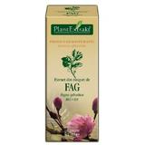 Extract Muguri de Fag Plantextrakt, 50 ml