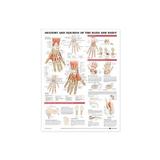 Anatomy and Injuries of the Hand and Wrist Anatomical Chart -  Anatomical Chart Company, editura Wolters Kluwer Health (lww)