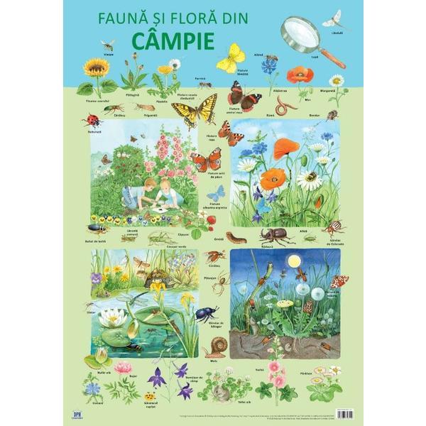 Plansa: Fauna si flora din campie, editura Didactica Publishing House