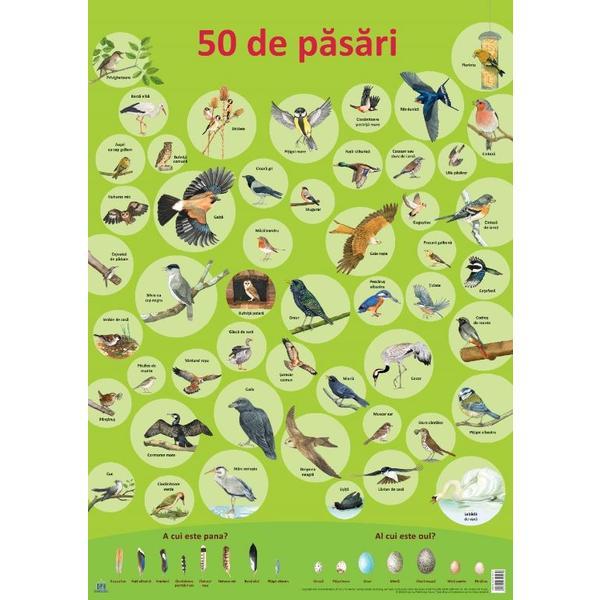 Plansa: 50 de pasari, editura Didactica Publishing House