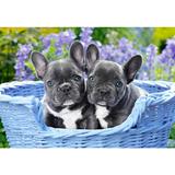 puzzle-1000-castorland-french-bulldog-puppies-2.jpg