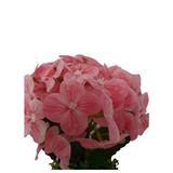 hortensie-artificiala-decorativa-in-ghiveci-ceramic-23-cm-2.jpg